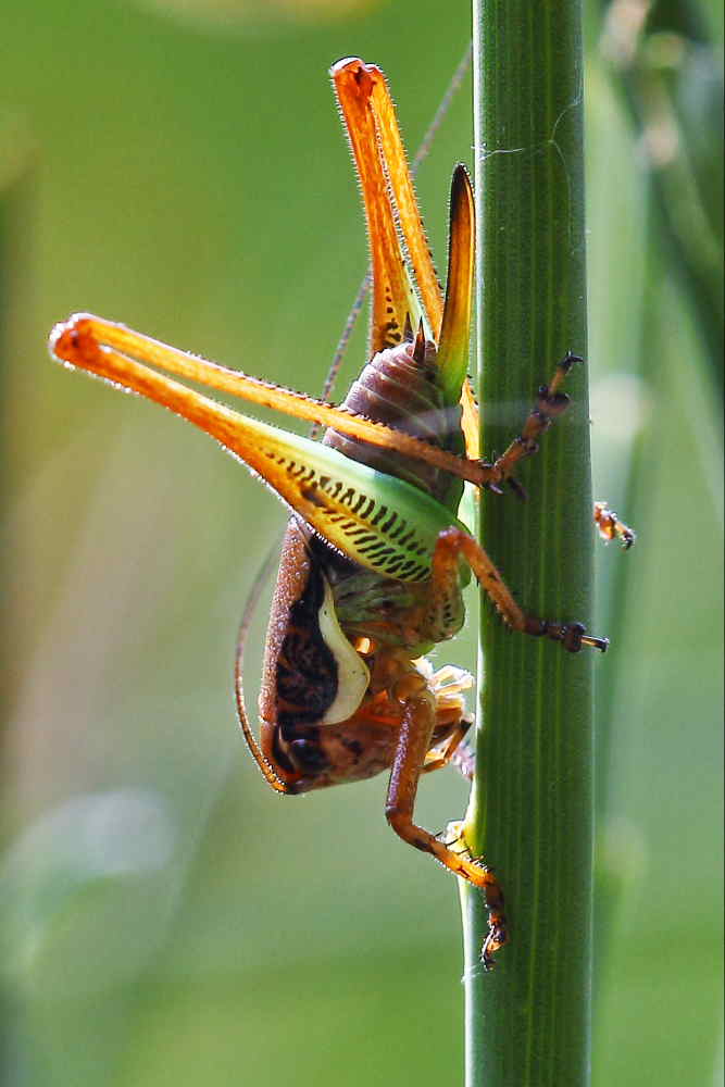 Pholidoptera O Eupholidoptera ?  Eupholidoptera sp.